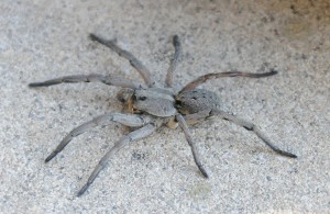 dsc_6722-spider dsc_6722-spider