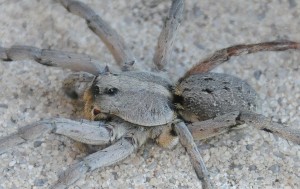 dsc_6722_spider2 dsc_6722_spider2