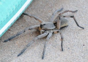 dsc_6744-spider dsc_6744-spider