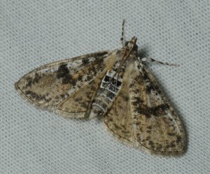 dsc_0377-moth