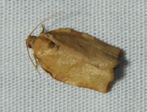 dsc_8580-moth