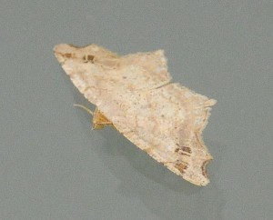 dsc_8649-moth