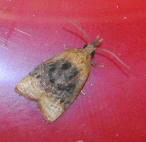 dsc_8931-moth