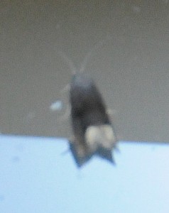 dsc_9051-moth