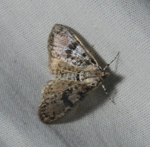 dsc_0303-moth