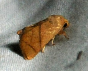 dsc_2842-moth