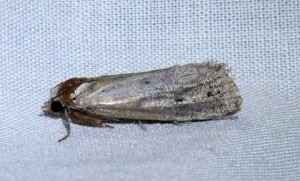 dsc_3957-moth