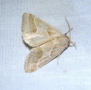 dsc_4142-moth