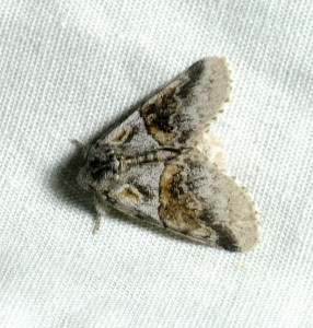 dsc_4214-moth