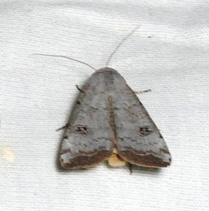 dsc_6619_1073-moth