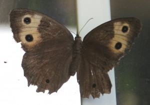 DSC_6469_20120922_113051cwn